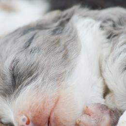 Aussiedoodles and Miniature Australian Shepherds from Kristy’s Kennels