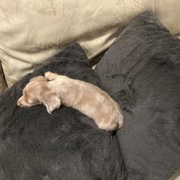 Skye - Fawn (isabella) and tan female Dachshund puppy in Grass Valley, California from Mis Doxie