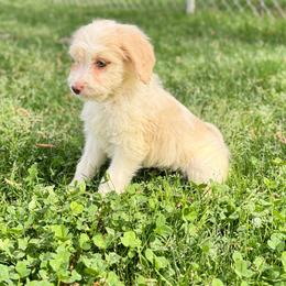 Sonnet - male Golden Mountain Doodle puppy in Rome, Georgia from Victoria’s Designer Doodles