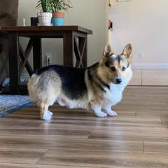 Gus - Pembroke Welsh Corgi