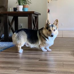 Gus - Pembroke Welsh Corgi