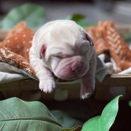 Labrador Retriever Puppies from Kamrose Labradors