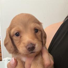 Sasha - Cream female Dachshund puppy in Clovis, California from Lil Sausage Co