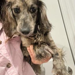 Zuna - Dachshund