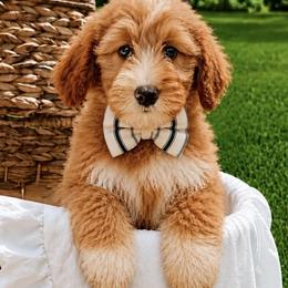 Bandera - Red  male Goldendoodle puppy in Iola, Texas from Supreme Doodles of Texas