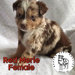 Unique - Red merle female Miniature Australian Shepherd puppy in Jaroso, Colorado from Heaven Sent Aussies