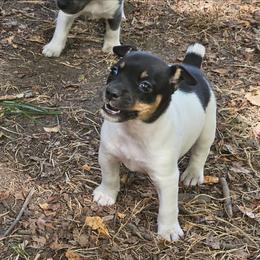 Austin - White black and tan female Rat Terrier puppy in Lynn, Alabama from Cryptic Rat Terriers