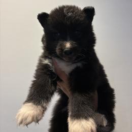 Boy 5 - Black tan and white male Siberian Husky puppy in Pelham, Alabama from Tails & Belles Dog Breeding