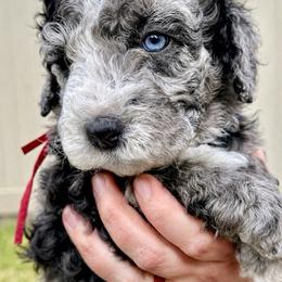 Big Red - Blue eyes Boy - Blue merle male Bernedoodle puppy in South Jordan, Utah from Ellas.Pups (Bernedoodles & Cavapoos)