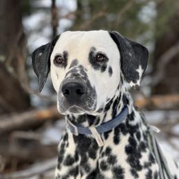 Leo - Dalmatian