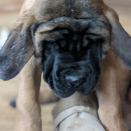 Mastiff Puppies from Peter Moser's Mastiffs