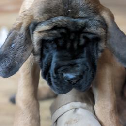 Mastiff Puppies from Peter Moser's Mastiffs