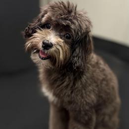 Damon - Black male Maltipoo puppy in Lebanon, Kentucky from Mosaic Merle Doodles