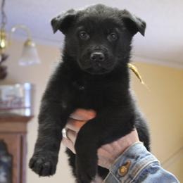 Nikita's Gold boy - Black male German Shepherd puppy in Lake George, Colorado from High Country German Shepherds