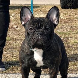 French Bulldogs from Timeless French Bulldogs