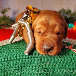 Labrador Retriever Puppies from Kilgore’s Labrador Retrievers