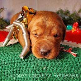 Labrador Retriever Puppies from Kilgore’s Labrador Retrievers