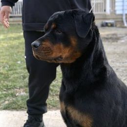 Princess - Rottweiler
