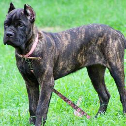 Pink  (brindle female ) - Chestnut brindle female Cane Corso puppy in Atlanta, Georgia from Cane Corso’s of Atlanta