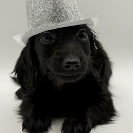 AKC Green - Black male Dachshund puppy in Bartlesville, Oklahoma from OkieDokieDox