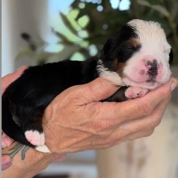 Dodger - Tri-color male Bernese Mountain Dog puppy in Yuciapa, California from AlltheDoodlez_