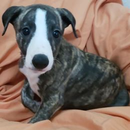 Boy 3 - male Whippet puppy in Lutz, Florida from Whippets of Astora