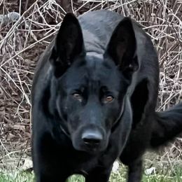 Molly - German Shepherd