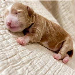 Seahorse - Apricot female Goldendoodle puppy in Garden Grove, California from Sunkissed Doodles