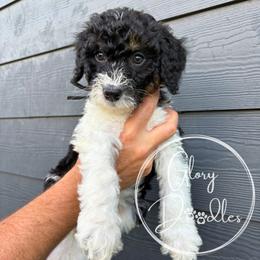 Black - Tri-color male Bernedoodle puppy in Rockwall, Texas from Glory Doodles