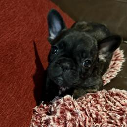 Girl 2 - Brindle female French Bulldog puppy in Livingston, Texas from Drake Home Frenchies