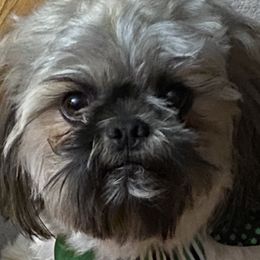 Dean - Shih Tzu