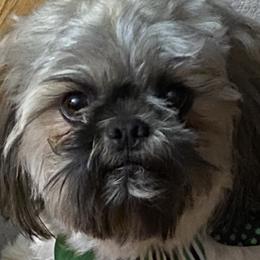 Dean - Shih Tzu