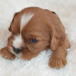 Cavalier King Charles Spaniel Puppies from Diamond Rose Cavalier LLC
