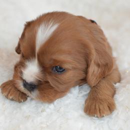 Cavalier King Charles Spaniel Puppies from Diamond Rose Cavalier LLC