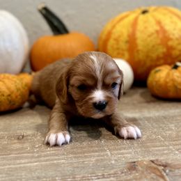 Apple - Ruby Cavalier King Charles Spaniel puppy in Greenwood, Arkansas from Blackberry Patch Farm