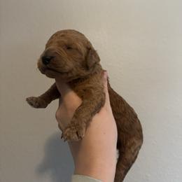 Red - Apricot male Goldendoodle puppy in Sanford, Florida from Florida Coast Golden Doodles