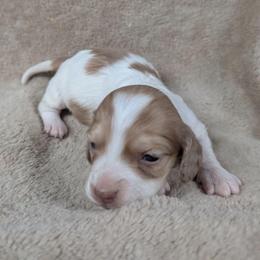 AKC Ee Cream Piebald Girl 1 - Cream female Dachshund puppy in Choctaw, Oklahoma from TS Performance Horses & Dachshunds