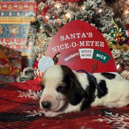 Santana 2700.00 - Black brown and white male Basset Hound puppy in Denison, Texas from Emma Lou's Baby Bassets