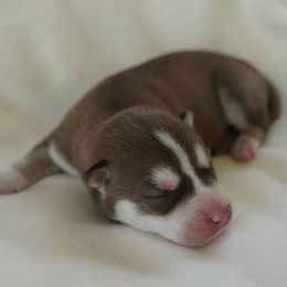 Ocean - Red and white Siberian Husky puppy in Wiscasset, Maine from Running with Huskies