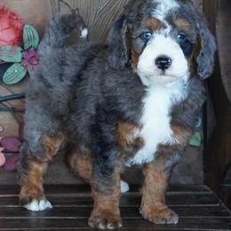Boy 2 - Blue merle male Aussiedoodle puppy in Lawton, Oklahoma from Lindsey’s Aussies