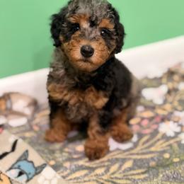 Stella - Phantom female Poodle puppy in Somerset, Kentucky from Hilltop Doodles KY LLC