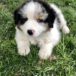 Australian Shepherd Puppies from NorthRidge Australian Shepherds