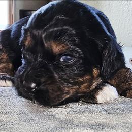 Little Bow Wow - Black white and tan male Cockapoo puppy in Indiahoma, Oklahoma from Phamily Doodles