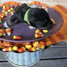 Green Collar - Black and silver male Miniature Schnauzer puppy in Garrison, Texas from RNH Schnauzers