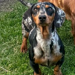 Blue - Dachshund