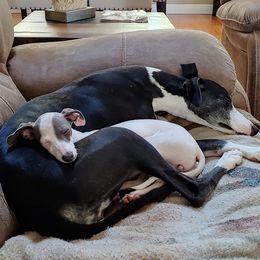 Italian Greyhounds and Whippets from Meraki's Whippets & Italian Greyhounds