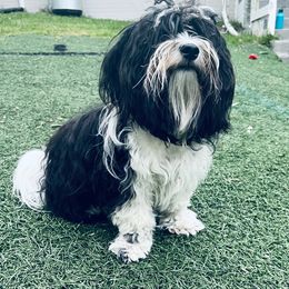 Havanese All Grown Up from Highland Hills Havanse