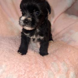 Pink Collar - Liver female Yorkshire Terrier puppy in Flowood, Mississippi from Prissy PawPals