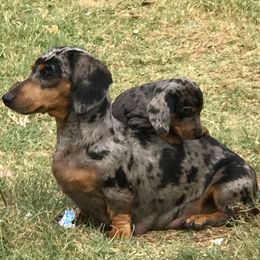 Dachshund puppies from Valentina's mini  AKC Dachshunds