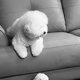 Bichon Frise Puppies from Heavenscent Bichons